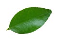 GreenÃ¢â¬â¹ leaves, limeÃ¢â¬â¹ leaves isolatedÃ¢â¬â¹ onÃ¢â¬â¹ whiteÃ¢â¬â¹ background.